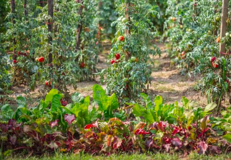 Rows of tomato plants growing on wooden stakes with a front row of colorful leafy vegetables, including beets, in a well-maintained garden.
