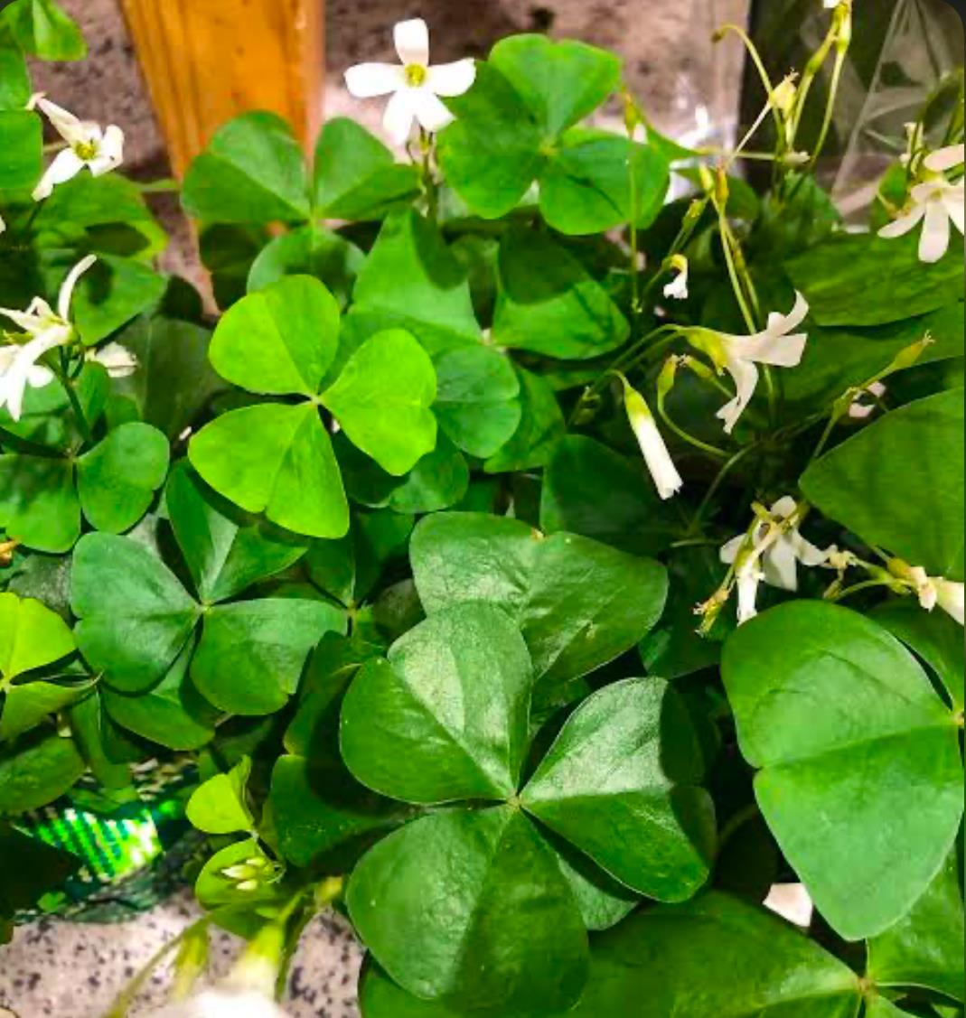 Green clover-like leaves of Oxalis plant with small white flowers.