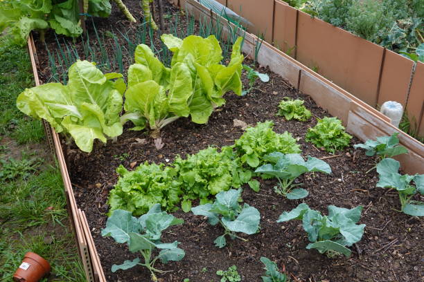 Raised garden bed with rows of lettuce, cabbage, and onions growing in rich soil.