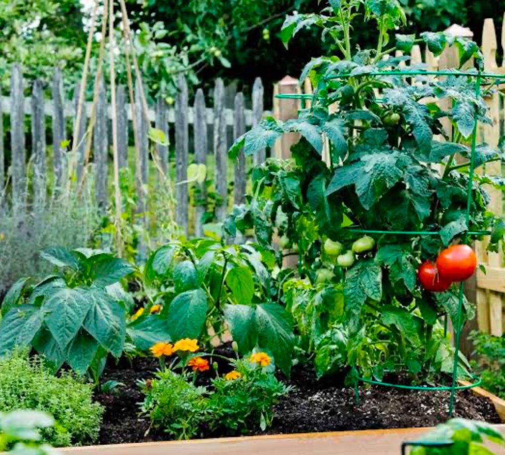 Thriving backyard vegetable garden with tomatoes, peppers, mar