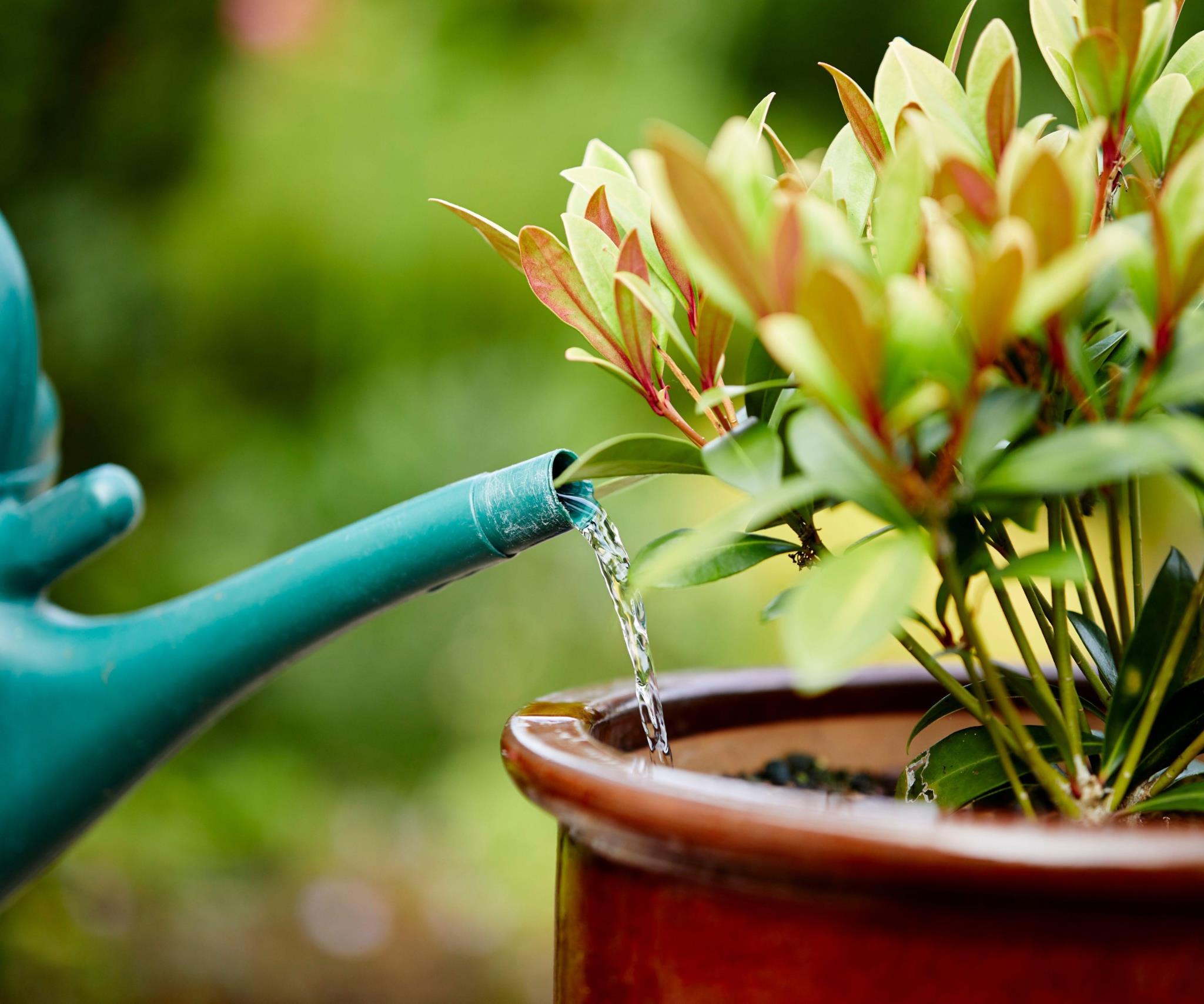 Close-up of a green watering can pouring water into a terracotta pot with lush foliage in an outdoor garden setting.