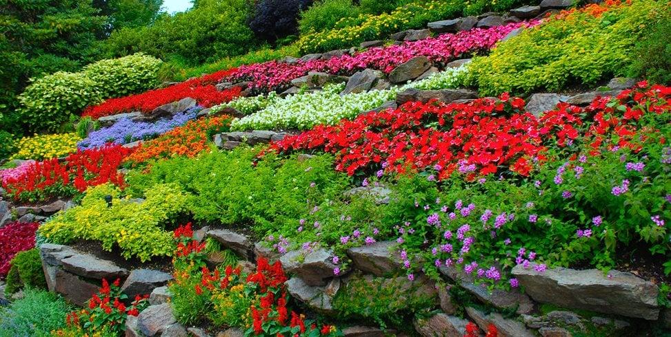 Terraced hillside covered in rows of colorful flowering plants and ground covers.
