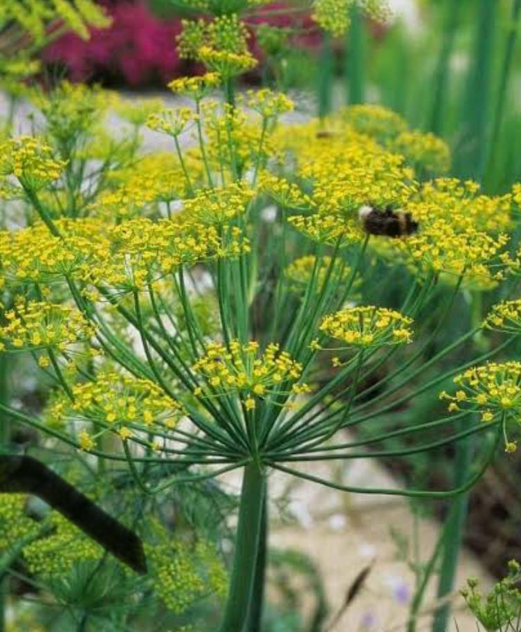Close-up of a blooming dill plant with delicate yellow flower clusters and green stems.