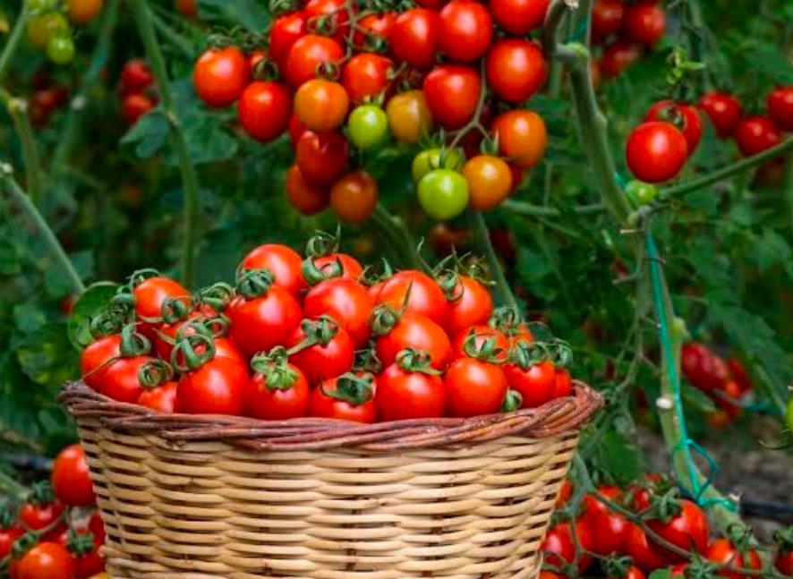 Freshly harvested cherry tomatoes in a woven basket with ripening tomato plants in the background.