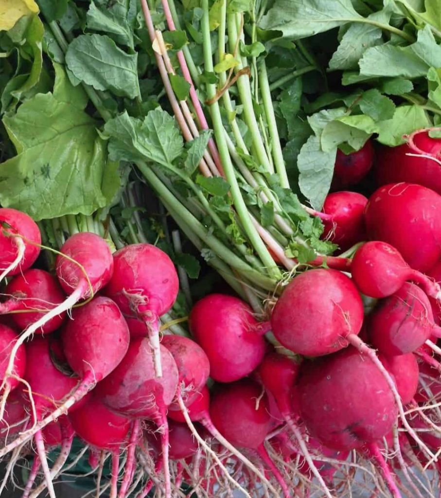 Bunches of vibrant red radishes with green leaves, freshly harvested and laid out.