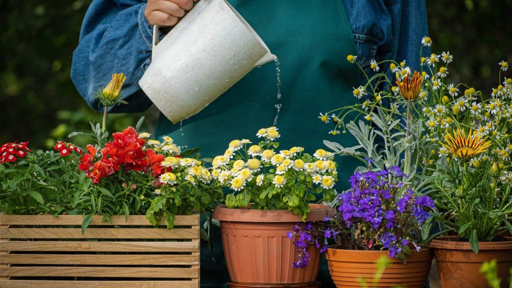Gardener watering multiple vibrant flowering potted plants, including daisies, snapdragons, and other colorful blooms.