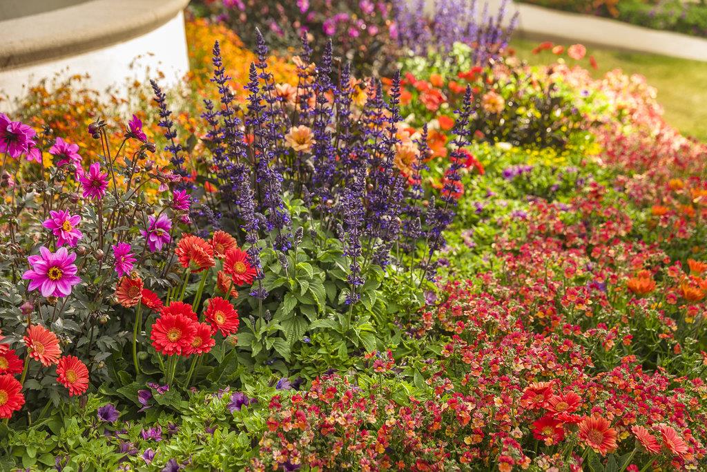 Dense flower garden with red, pink, orange, and purple blooms near a building.