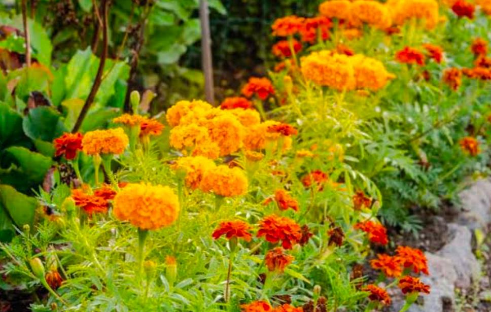 Bright orange and yellow marigold flowers flourishing in a garden bed.
