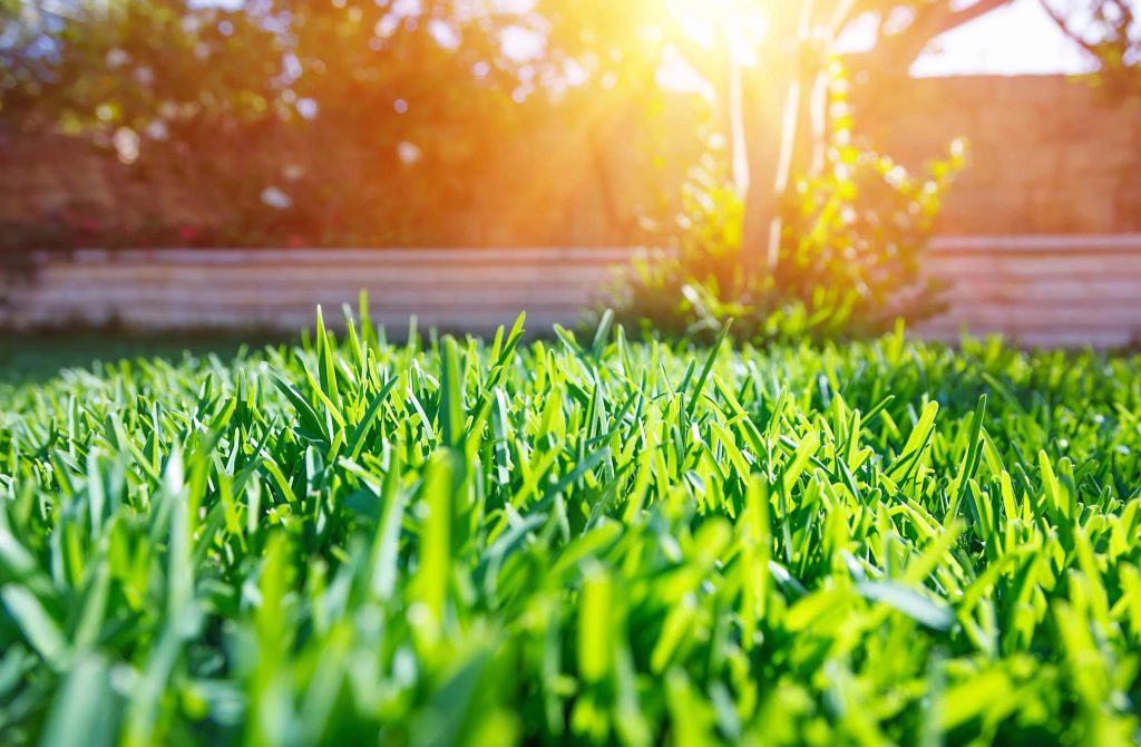 Close-up of healthy green grass in sunlight