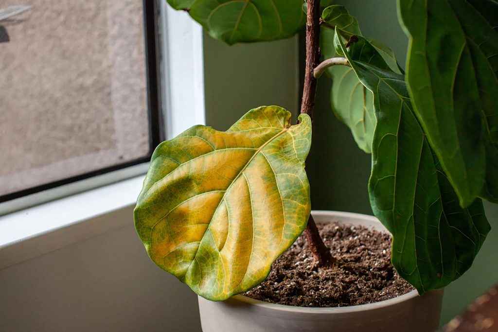 Fiddle leaf fig plant with yellowing leaf, indicating a potential issue like overwatering, placed by a bright indoor window.