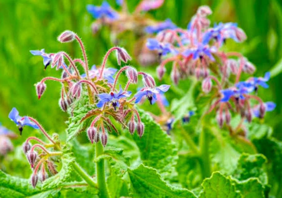 Bright blue star-shaped borage flowers growing on fuzzy pink stems and green leaves.