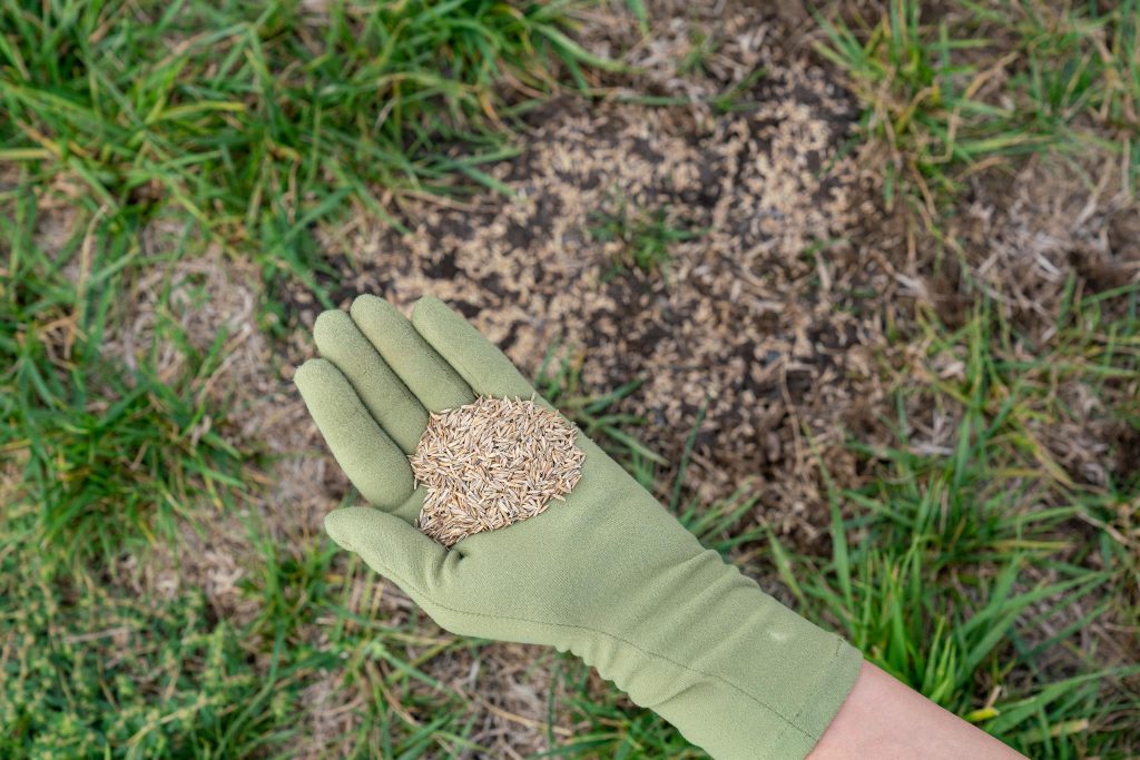 Gloved hand holding grass seeds over a patchy lawn