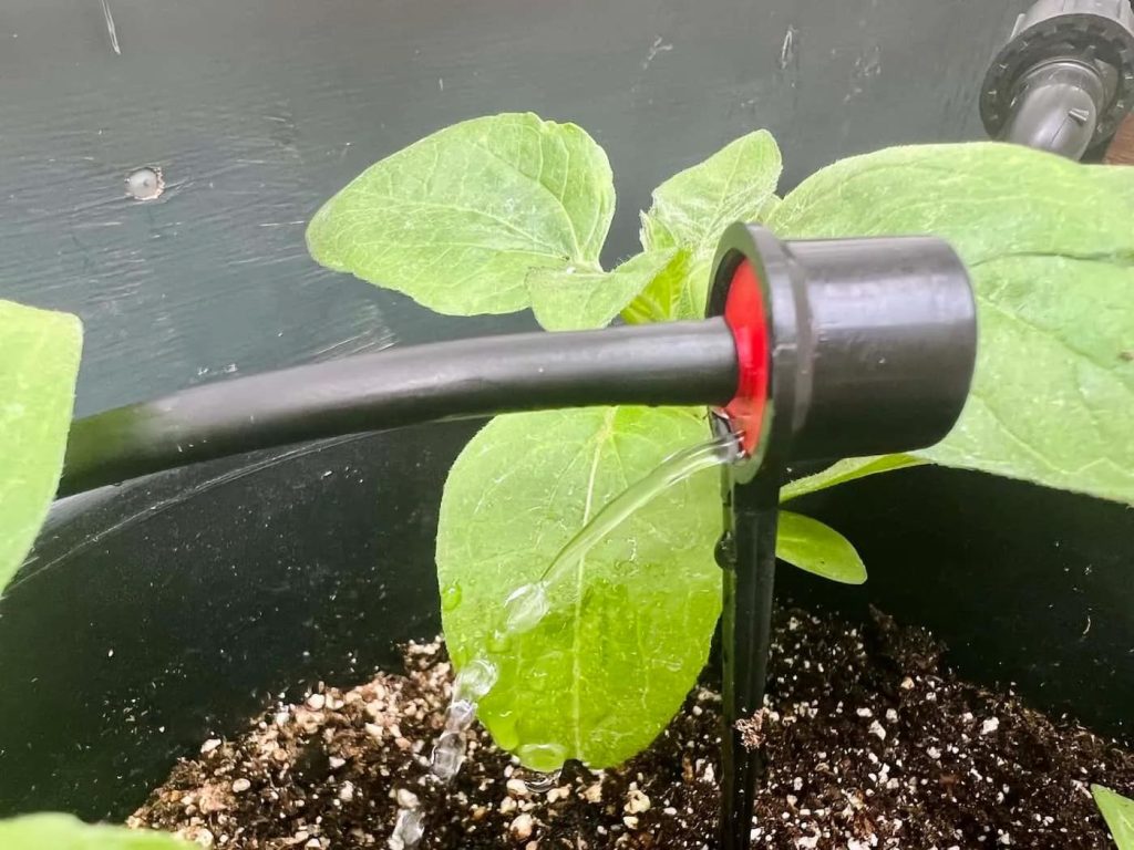 Drip irrigation system watering a leafy green plant in a black plastic container filled with soil.