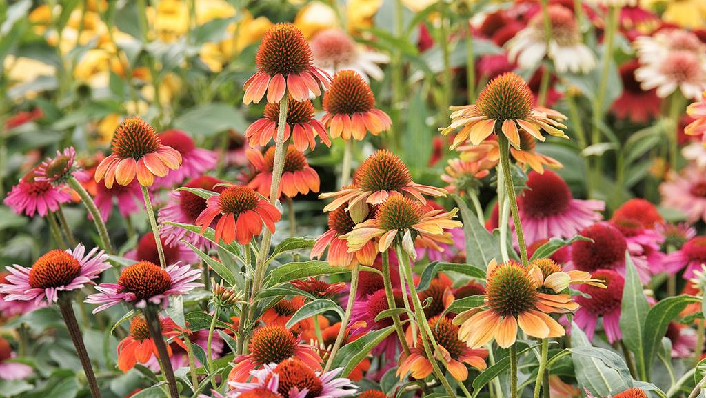 Field of blooming coneflowers in shades of red, orange, and purple.