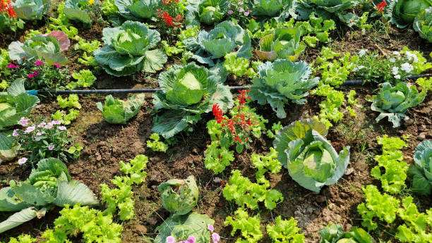 Diverse vegetable garden with lettuce, cabbage, and colorful flowers in rows