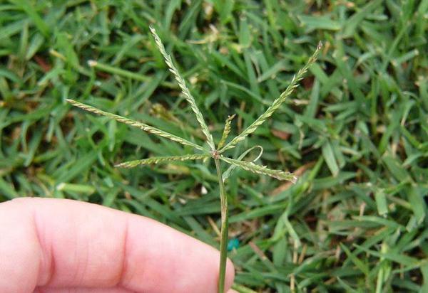 Hand holding a mature crabgrass weed above a lawn