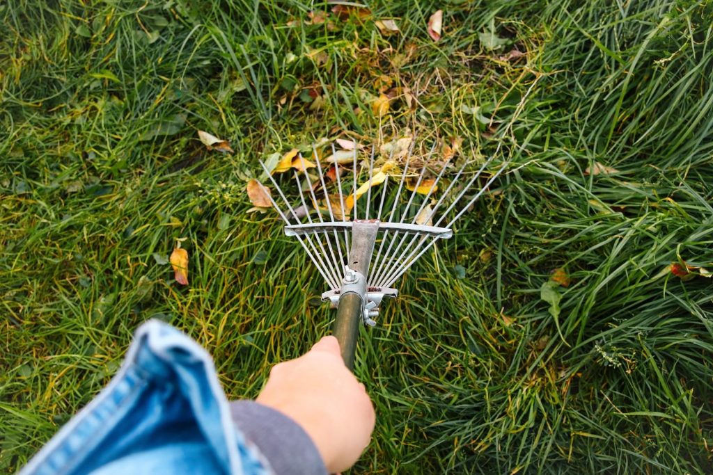 Person using a metal rake to clear dead grass and leave