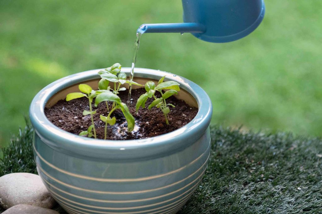 Small green seedlings in a ceramic pot being watered with a blue watering can, placed on synthetic grass with a blurred garden background.