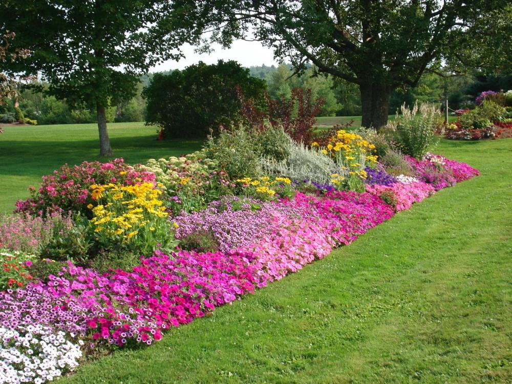 Colorful garden border with pink, yellow, and purple flowers under tall trees.