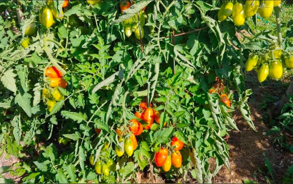 Vibrant Roma tomato plant with clusters of red and yellow fruit hanging on the vine.
