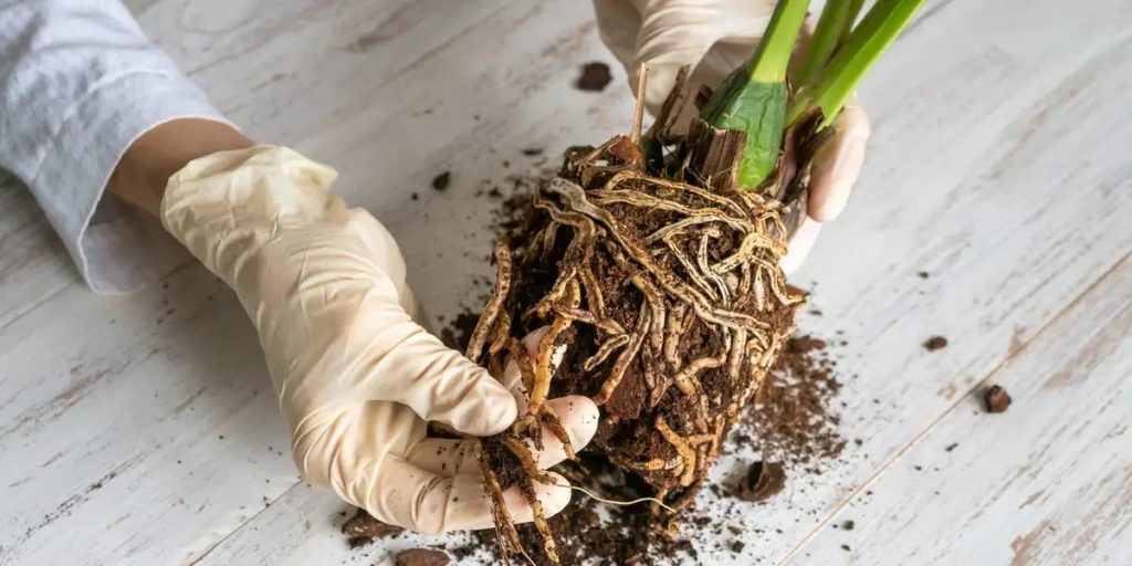 Close-up of a gloved person handling the root ball of a plant, preparing it for repotting or root maintenance.