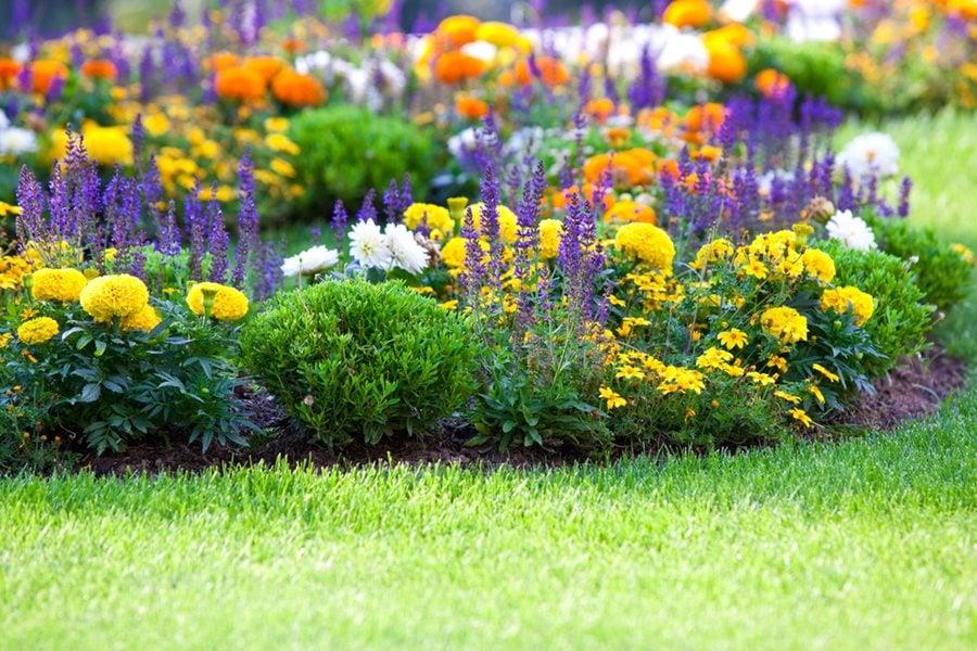 Well-maintained flower bed with yellow, white, and purple flowers surrounded by green lawn.