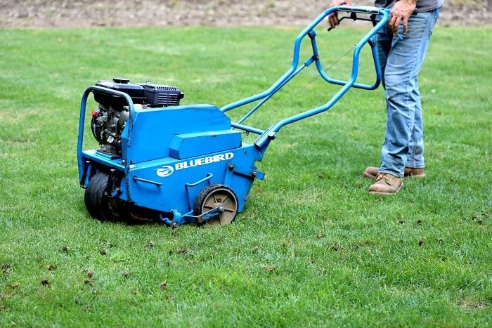 A person using a Bluebird lawn aerator machine on a green lawn to prepare the soil for overseeding.