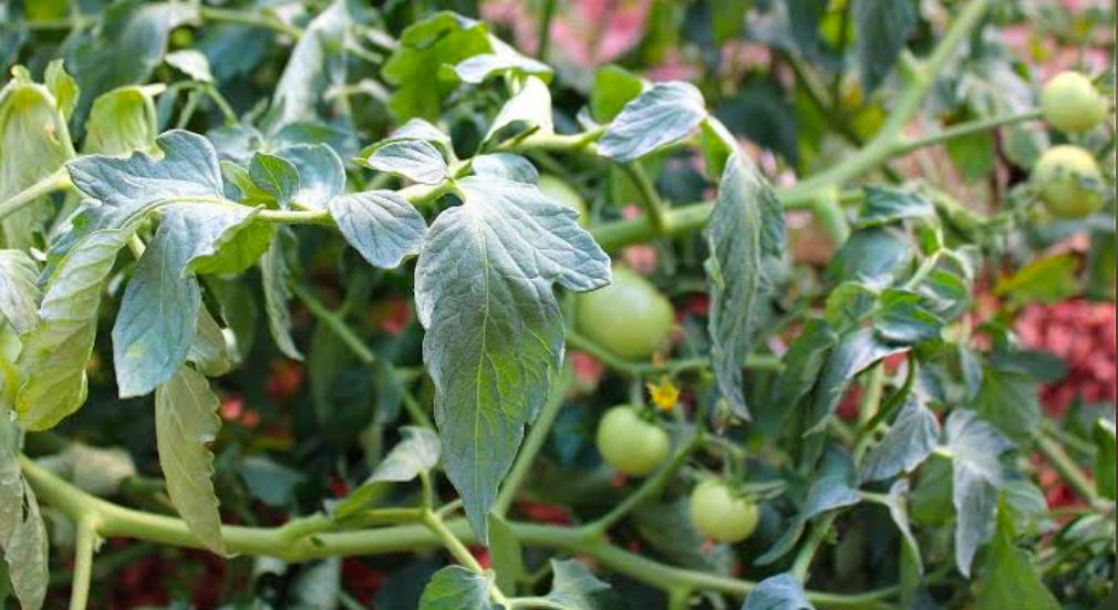 Tomato plant leaves showing early signs of disease with curled edges and color changes.