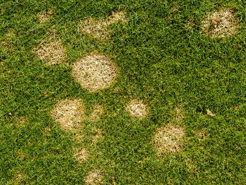 Lawn with circular brown patches of dead grass