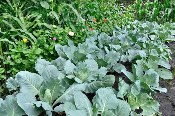 Companion planting setup with cabbage and blooming zinnias in a backyard garden