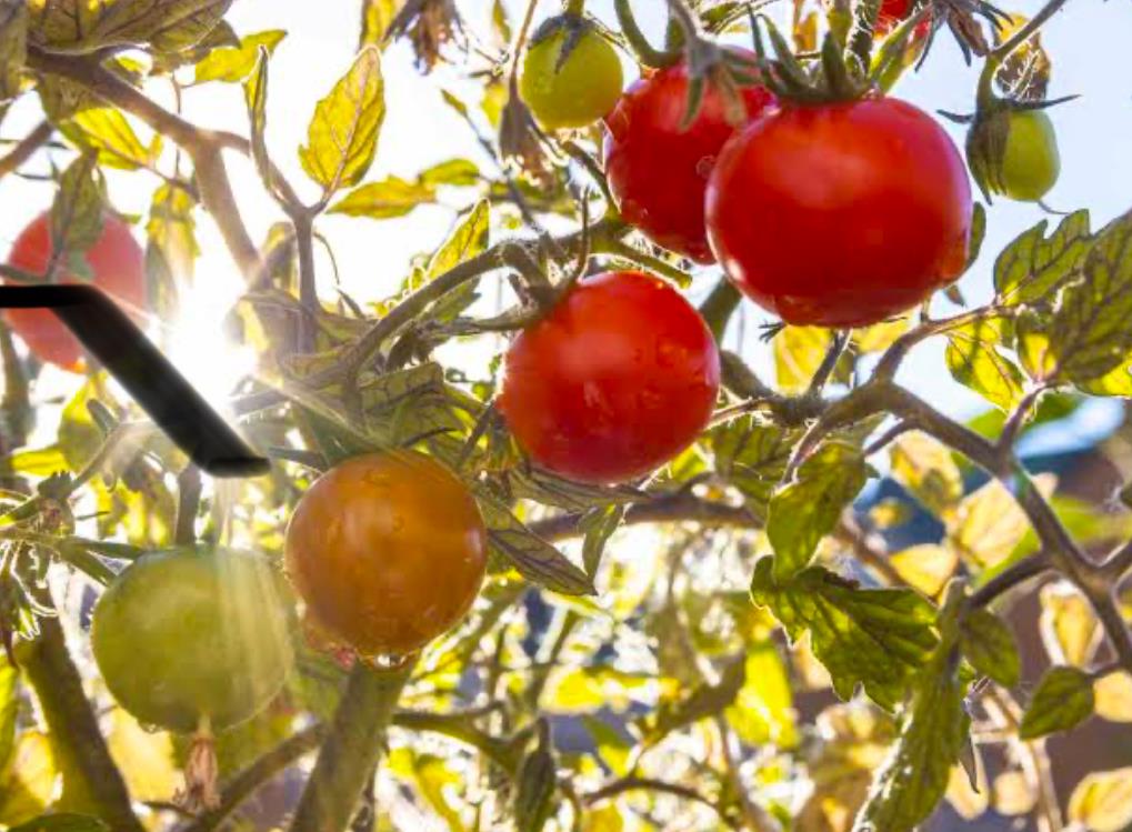 Cluster of ripening red and green tomatoes glowing in bright sunlight.