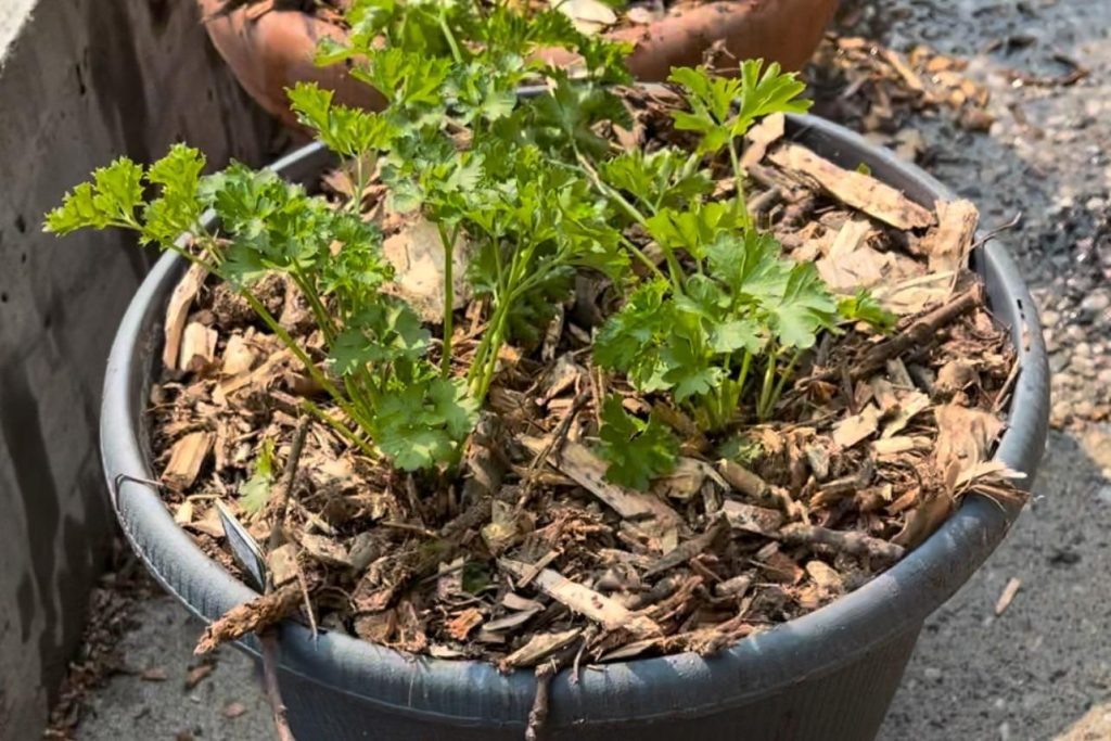 Young parsley plant growing in a black plastic pot, mulched with wood chips, placed on an outdoor concrete surface.