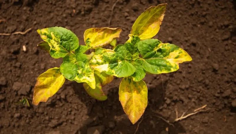 Close-up of a plant with yellowing leaves in garden soil, showing signs of nutrient deficiency