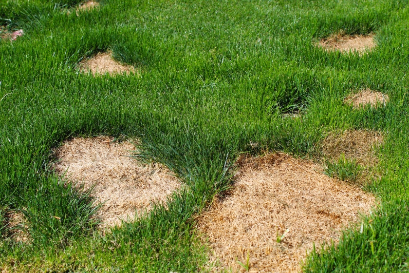 close up of lawn with dry brown patches and thinning grass needing lawn repair treatment