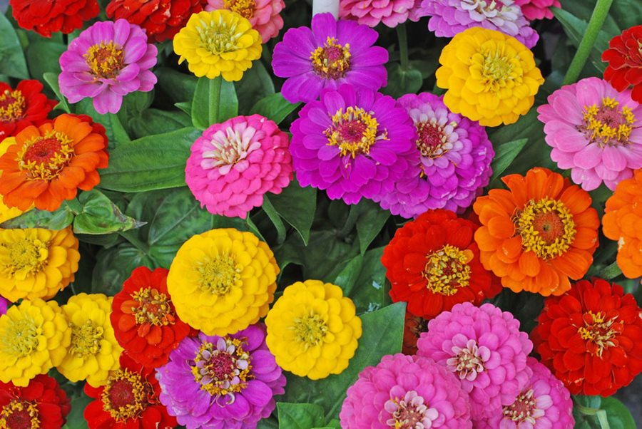 Top view of zinnias