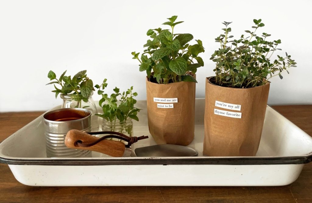Mint and thyme plants in paper pots displayed with small gardening tools on a tray