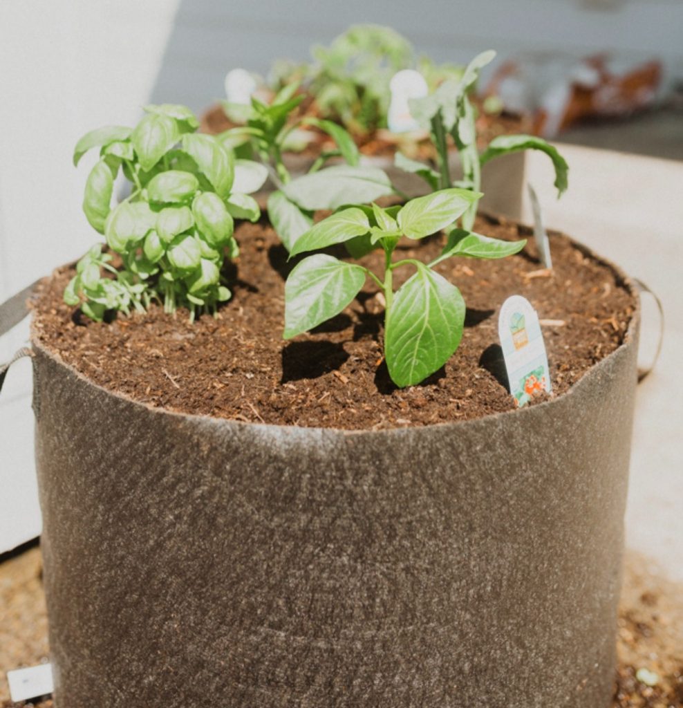 Young vegetable seedlings, including basil and peppers, growing in a fabric grow bag filled with fresh soil.