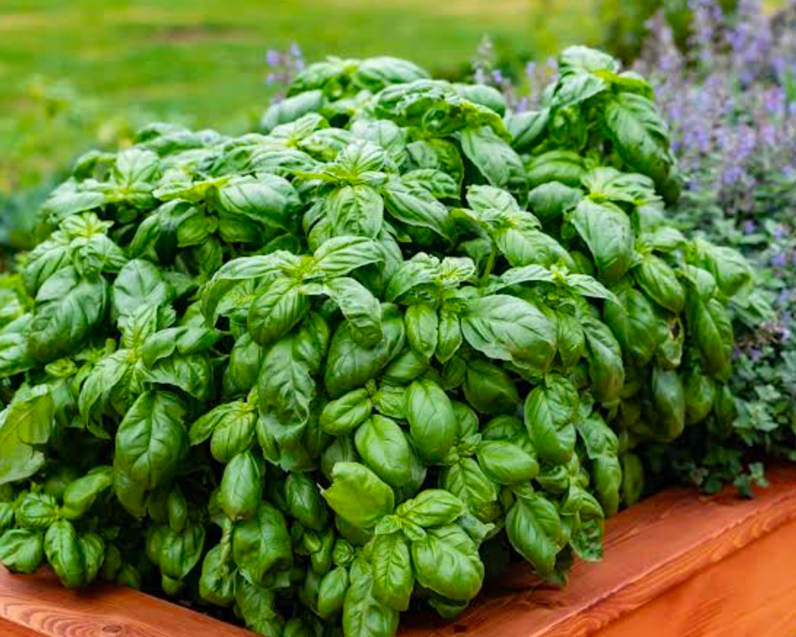 Lush basil plant growing in a raised wooden garden bed with thick green leaves.