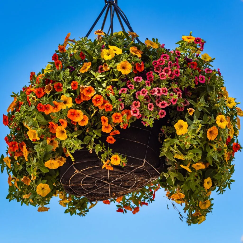 A close up of a hanging basket filled with blooming flowers with the blue sky as its background.