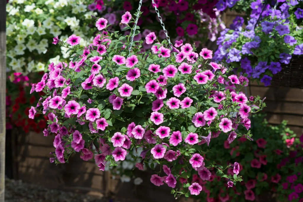 Petunias cascading over the edge of a hanging container.