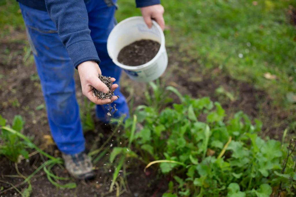 person applying organic lawn fertilizer pellets by hand in garden soil