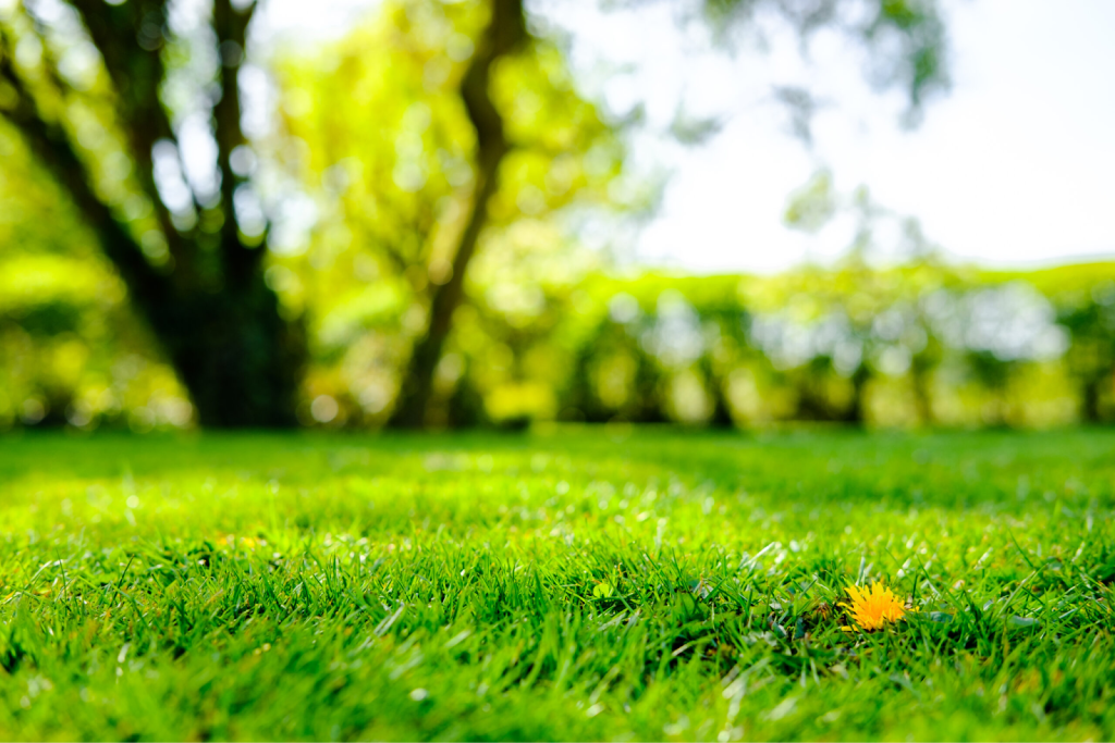lush green lawn showing healthy grass growth with natural lawn care