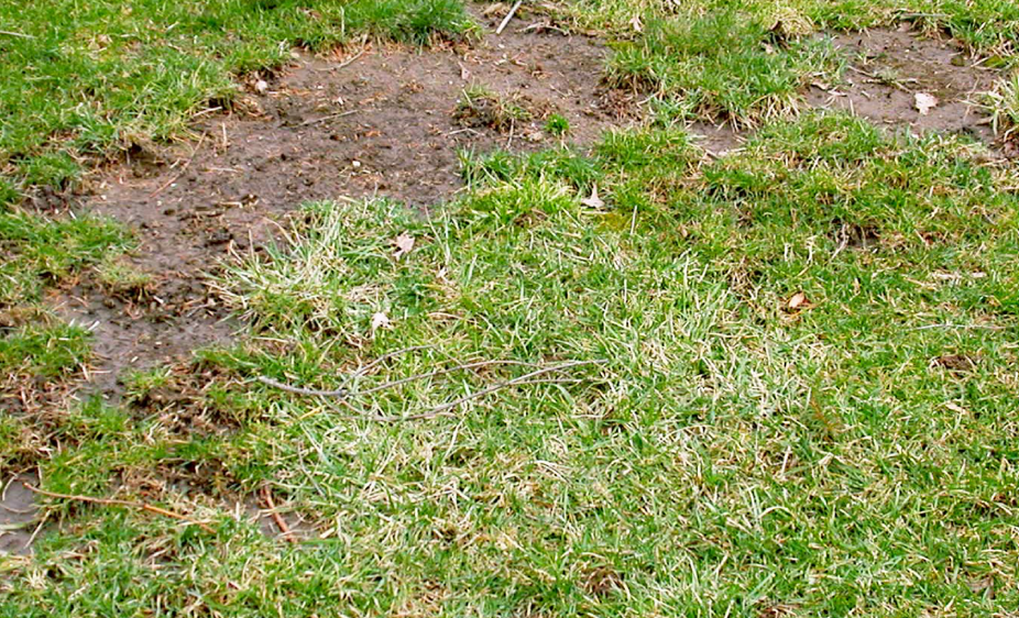 damaged lawn with bare soil and thinning grass needing restoration