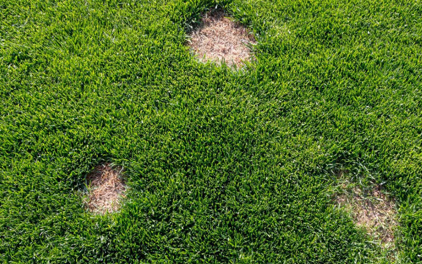 brown patch disease spots on green lawn grass requiring repair and treatment