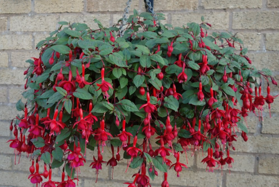 Fuchsia hanging in bloom over the edge of a hanging basket affixed to a brick wall in the background.