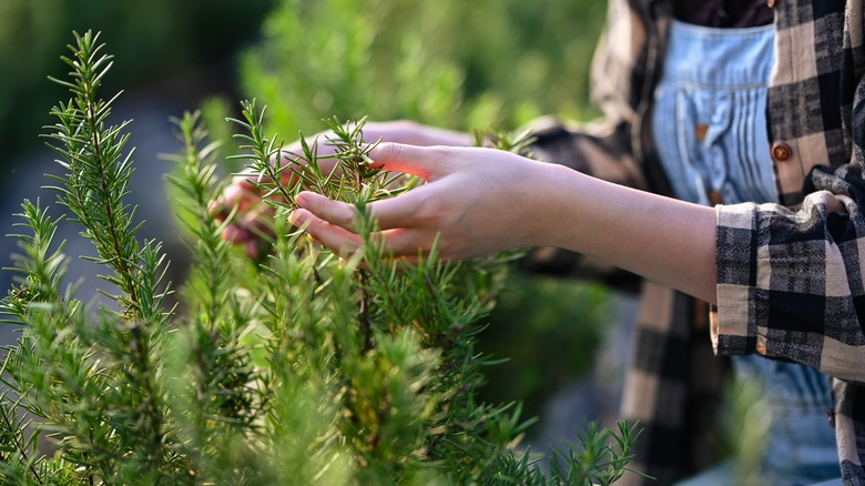 harvesting fresh rosemary herbs from garden for cooking and home use