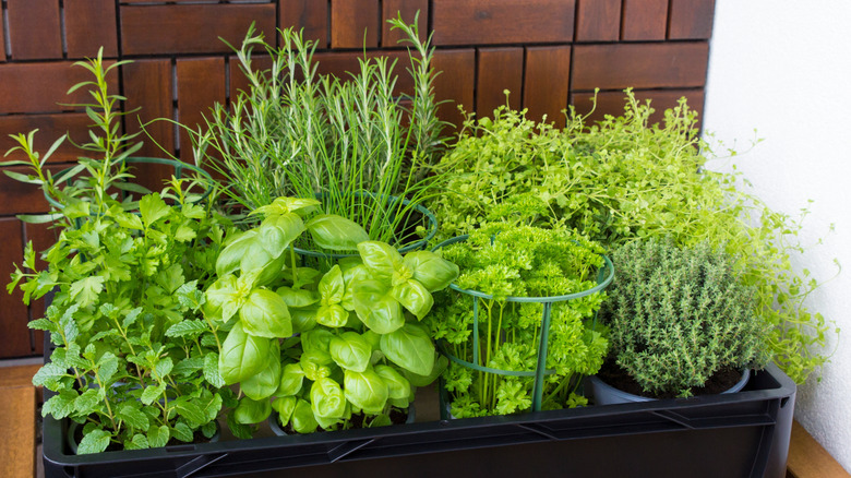indoor herb garden planter box with basil rosemary thyme and parsley plants
