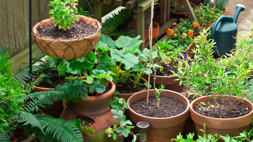 container herb garden with potted plants and vegetables in small backyard space