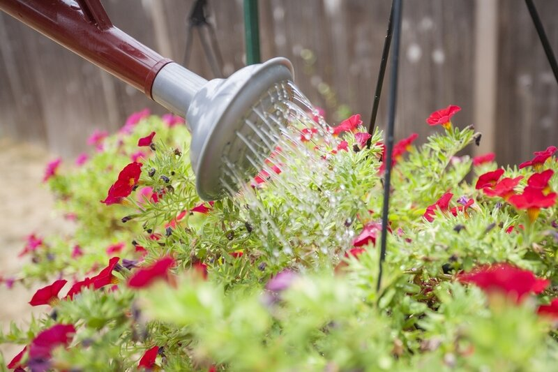 Close up of a watering container showering water onto hanging plants.