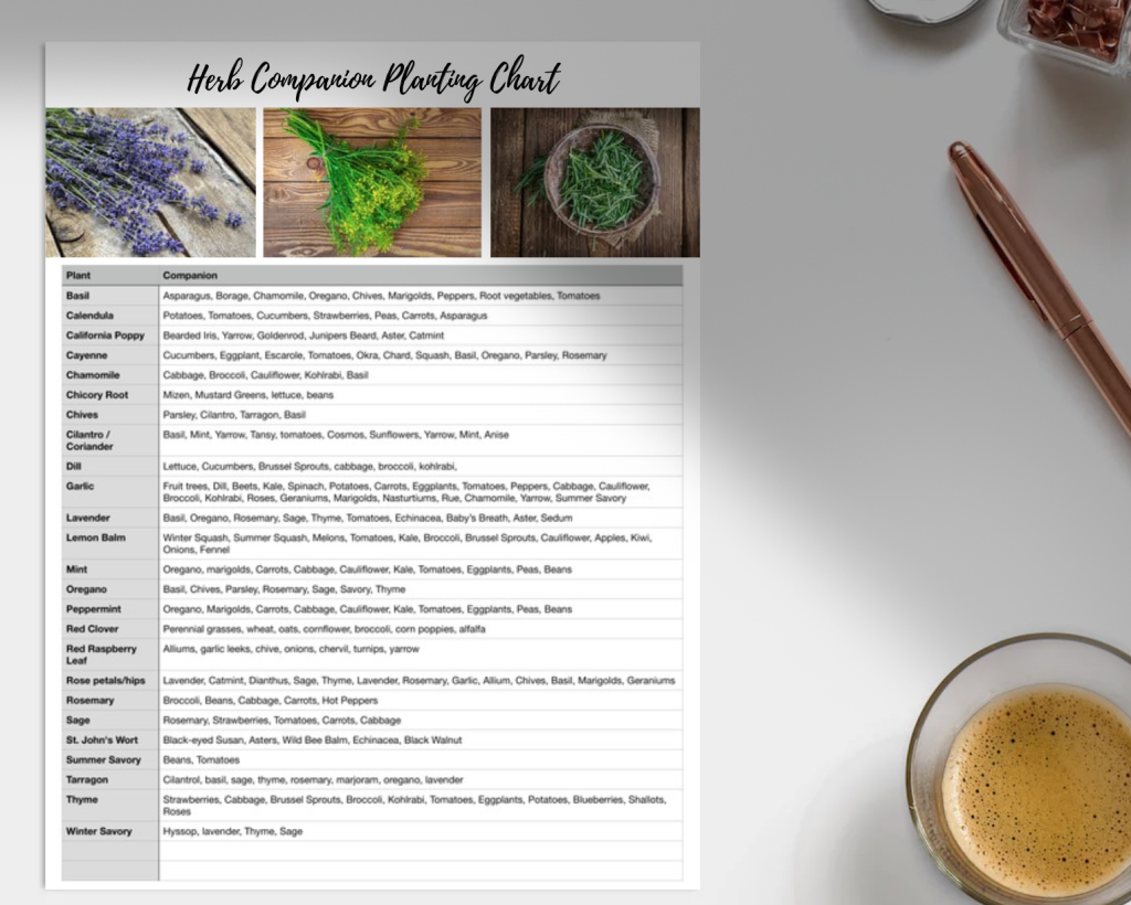herb companion planting chart showing best plant pairings for healthy garden growth